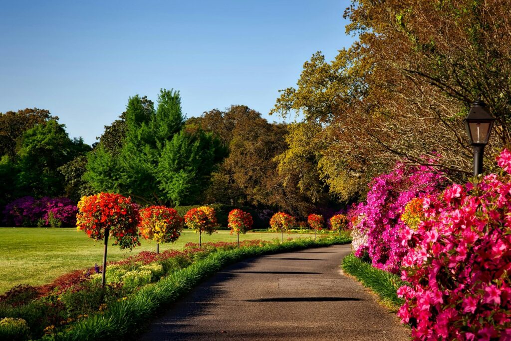 Allée bordée d'azalées en fleurs et d'arbres décoratifs, éclairée par un lampadaire. Paysage luxuriant, ciel bleu.