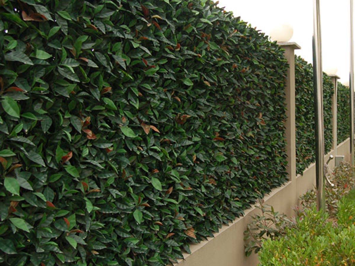 Haie artificielle dense avec des feuilles vertes et quelques feuilles rouges, délimitant une propriété avec poteaux et luminaires blancs.