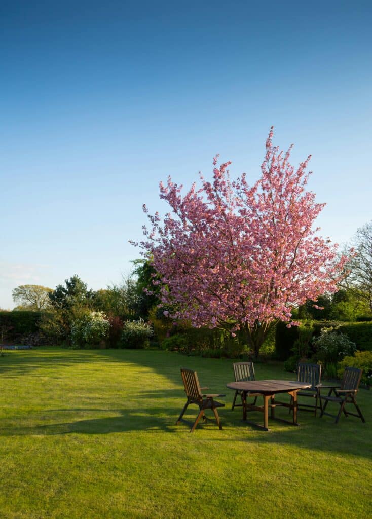 Jardin ensoleillé avec pelouse, arbre en fleurs rose et table avec chaises. Calme et détente. Ciel bleu dégagé.