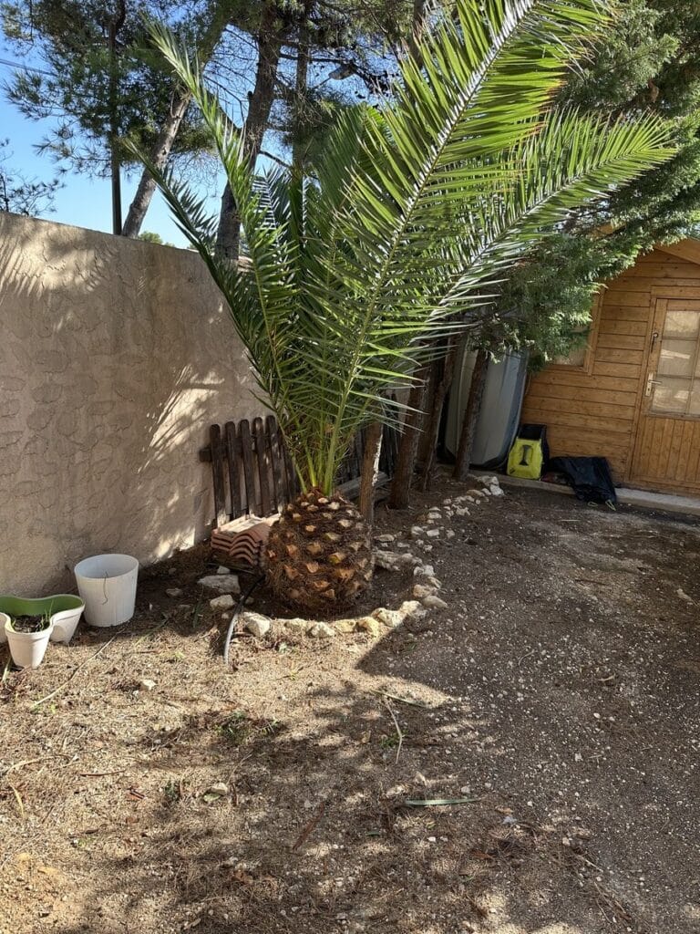 Grand palmier dattier à base épaisse près d'un mur et d'une cabane en bois. Jardin sec méditerranéen.