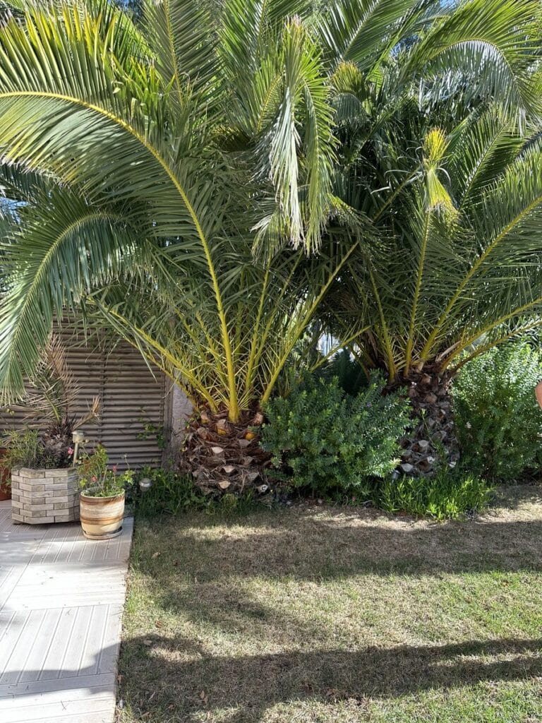 Grands palmiers dans un jardin ensoleillé avec terrasse en bois, pots de fleurs et végétation luxuriante.