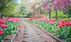 Chemin de pierres sinueux bordé de rangées de tulipes roses et rouges en fleurs, dans un jardin printanier verdoyant avec arbres fleuris.