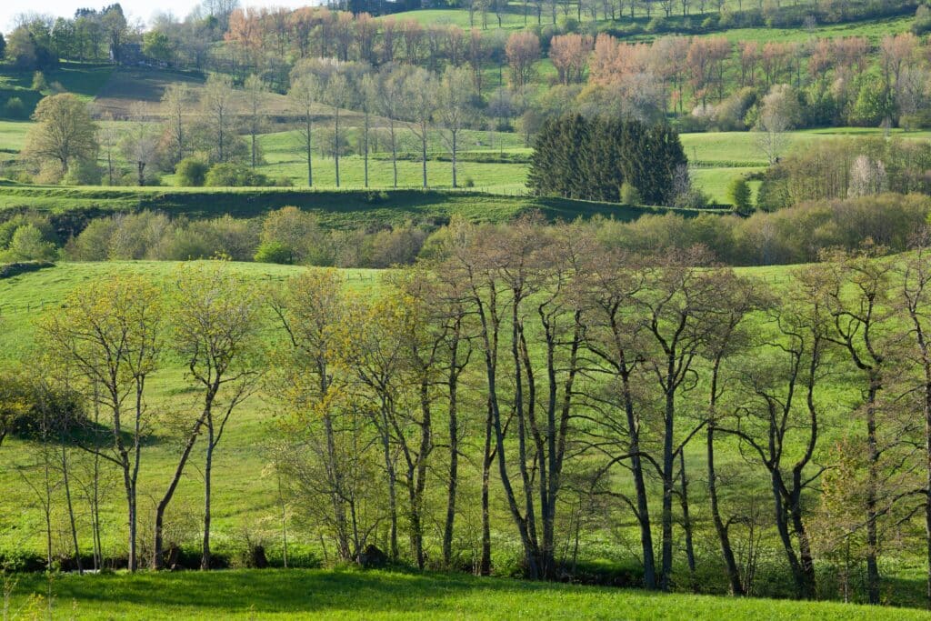 Explore the serene green hills and trees in Mont-Dore, Auvergne-Rhône-Alpes, France.