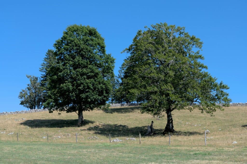 Deux grands arbres majestueux sur une colline ensoleillée Serene summer landscape featuring two lush trees under a clear blue sky.